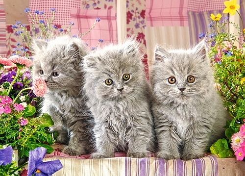 картинка Три серых котенка, 260 деталей MIDI Пазлы Castor Land				 от магазина